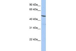 WB Suggested Anti-IFRD1 Antibody Titration: 0. (IFRD1 anticorps  (N-Term))