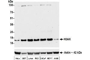 Western Blotting (WB) image for anti-H2A Histone Family, Member X (H2AFX) (AA 93-143) antibody (ABIN7449530)