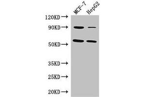 Western Blot Positive WB detected in: MCF-7 whole cell lysate, HepG2 whole cell lysate All lanes: FOXC1 antibody at 3 μg/mL Secondary Goat polyclonal to rabbit IgG at 1/50000 dilution Predicted band size: 57 kDa Observed band size: 57 kDa (FOXC1 anticorps  (AA 1-79))