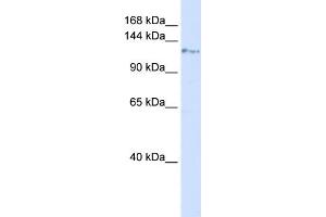 WB Suggested Anti-KIF5C Antibody Titration: 0. (KIF5C anticorps  (N-Term))