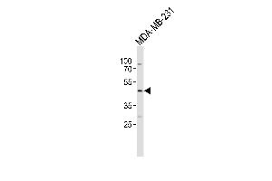 Western blot analysis of lysate from MDA-MB-231 cell line, using EDG4 Antibody (N18) (ABIN390085 and ABIN2840604). (EDG4 anticorps  (N-Term))
