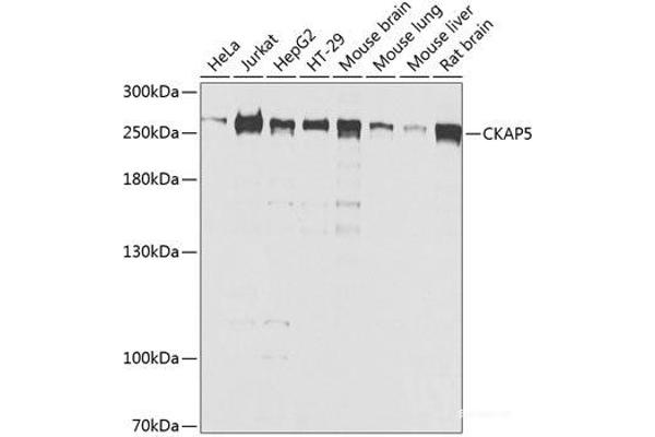 CKAP5 anticorps