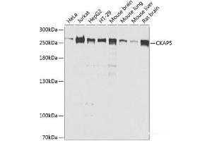 Western blot analysis of extracts of various cell lines using CKAP5 Polyclonal Antibody at dilution of 1:1000. (CKAP5 anticorps)
