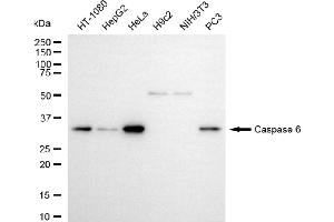 Western blotting analysis using caspase 6 antibody (ABIN7797899). (Recombinant Caspase 6 anticorps)