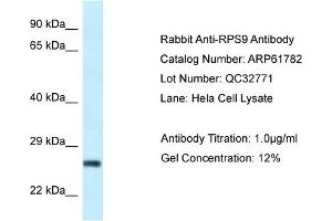 Western Blotting (WB) image for anti-Ribosomal Protein S9 (RPS9) (N-Term) antibody (ABIN2788902) (RPS9 anticorps  (N-Term))