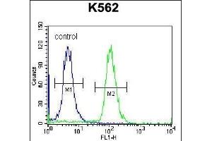 ELX Antibody (N-term) (ABIN657093 and ABIN2846251) flow cytometric analysis of K562 cells (right histogr) compared to a negative control cell (left histogr). (AMELX anticorps  (N-Term))