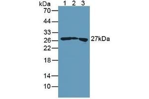 Figure. (Transgelin anticorps  (AA 1-201))