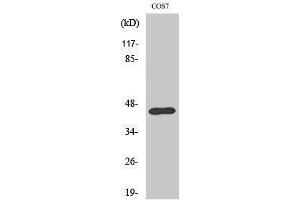 Western Blotting (WB) image for anti-Ephrin B1 (EFNB1) (Ser312) antibody (ABIN3174988) (Ephrin B1 anticorps  (Ser312))