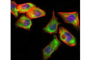 Flow cytometric analysis of HeLa cells using PSAP antibody (green) and negative control (purple).