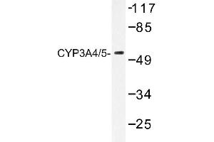 Image no. 1 for anti-Cytochrome P450, Family 3, Subfamily A, Polypeptide 4 (CYP3A4) antibody (ABIN272276) (CYP3A4 anticorps)