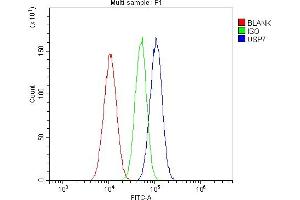 Flow Cytometry analysis of A549 cells using anti-HAUSP/USP7 antibody (ABIN5693267). (USP7 anticorps  (AA 258-483))