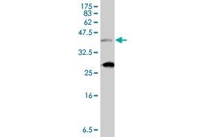 Western Blot detection against Immunogen (37.