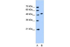 WB Suggested Anti-SLC30A1 Antibody Titration:  0.