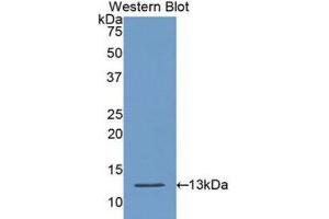 Western Blotting (WB) image for anti-Caspase 6, Apoptosis-Related Cysteine Peptidase (CASP6) (AA 194-293) antibody (ABIN1175661)