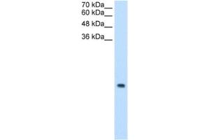 Western Blotting (WB) image for anti-Mitochondrial Ribosomal Protein S12 (MRPS12) antibody (ABIN2462968) (MRPS12 anticorps)