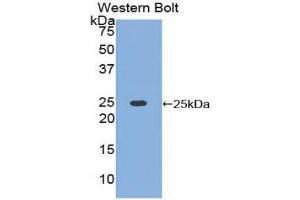 Western Blotting (WB) image for anti-High Mobility Group Box 1 (HMGB1) (AA 1-215) antibody (ABIN1078145) (HMGB1 anticorps  (AA 1-215))