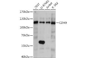 Western blot analysis of extracts of various cell lines, using CDH9 Rabbit pAb (ABIN7266002) at 1:1000 dilution. (Cadherin 9 anticorps  (AA 340-420))