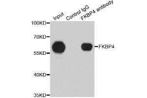 Immunoprecipitation analysis of 200 μg extracts of 293T cells using 1 μg FKBP4 antibody (ABIN5973289). (FKBP4 anticorps)