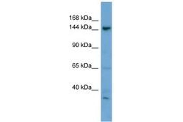 GNPTAB Antikörper  (AA 35-84)