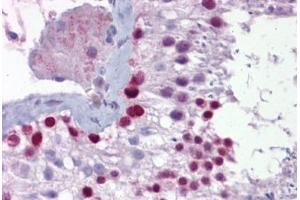 Anti-PITX3 antibody IHC staining of human testis.