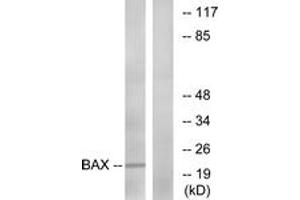 Western blot analysis of extracts from HepG2 cells, using Bax (Ab-167) Antibody. (BAX anticorps  (AA 133-182))