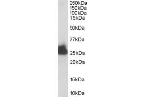 Image no. 1 for anti-Triosephosphate Isomerase 1 (TPI1) (C-Term) antibody (ABIN374519) (TPI1 anticorps  (C-Term))