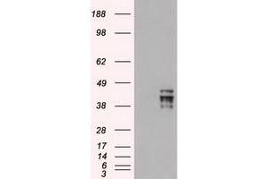 HEK293T cells were transfected with the pCMV6-ENTRY control (Left lane) or pCMV6-ENTRY OCT-4 (RC211998) (Right lane) cDNA for 48 hrs and lysed. (OCT4 anticorps)