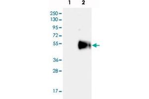 Western blot analysis of Lane 1: Negative control (vector only transfected HEK293T lysate), Lane 2: Over-expression lysate (Co-expressed with a C-terminal myc-DDK tag (~3. (HS3ST5 anticorps)