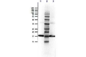 Western Blot of Rabbit Anti-Human IL-1 Receptor Antagonist Antibody.