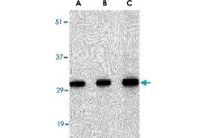 Western blot analysis of SNAI2 in 293 cell lysate with SNAI2 polyclonal antibody  at in (A) 0. (SLUG anticorps  (Internal Region))