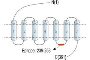 anti-G Protein-Coupled Receptor 52 (GPR52) (3rd Intracellular Loop), (AA 239-253) antibody