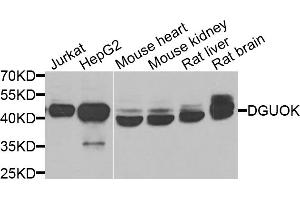 Western blot analysis of extracts of various cell lines, using DGUOK antibody.