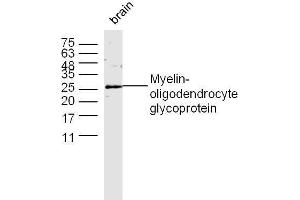 Mouse brain lysates probed with MOG Polyclonal Antibody, unconjugated  at 1:300 overnight at 4°C followed by a conjugated secondary antibody at 1:10000 for 60 minutes at 37°C. (MOG anticorps  (AA 35-55))