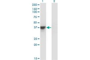 Western Blot analysis of MAP2K3 expression in transfected 293T cell line by MAP2K3 monoclonal antibody (M02), clone 1D10.