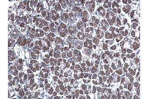 IHC-P Image GGA3 antibody [C3], C-term detects GGA3 protein at cytoplasm on mouse stomach by immunohistochemical analysis.
