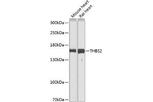 Western blot analysis of extracts of various cell lines using THBS2 Polyclonal Antibody at dilution of 1:1000. (Thrombospondin 2 anticorps)
