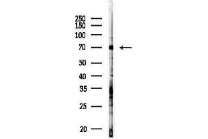 anti-Neuregulin 3 (NRG3) (C-Term) antibody