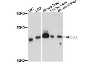 Western blot analysis of extracts of various cell lines, using ARL8B antibody. (ARL8B anticorps)