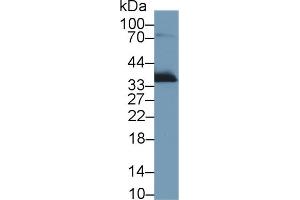 Western Blot; Sample: Rat Lung lysate; Primary Ab: 1µg/ml Rabbit Anti-Rat APOE Antibody Second Ab: 0. (APOE anticorps  (AA 19-168))