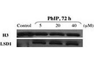 Western blot testing of LSD1 antibody and nuclear extracts of control and PhIP-treated HMEC cells.