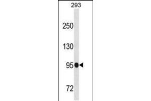 Western blot analysis in 293 cell line lysates (35ug/lane). (SFMBT1 anticorps  (N-Term))