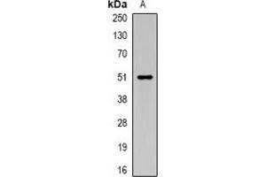 Western blot analysis of Carboxypeptidase A6 expression in rat testis (A) whole cell lysates. (CPA6 anticorps)