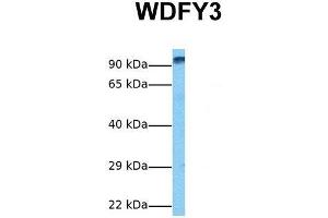 Host:  Rabbit  Target Name:  WDFY3  Sample Tissue:  Human Fetal Liver  Antibody Dilution:  1. (WDFY3 anticorps  (C-Term))