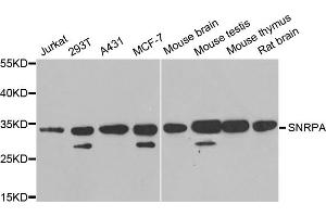Western blot analysis of extracts of various cell lines, using SNRPA antibody. (SNRPA1 anticorps)
