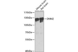 Western blot analysis of extracts of various cell lines, using DNM2 Antibody (ABIN6127773, ABIN6139741, ABIN6139742 and ABIN6223876) at 1:1000 dilution. (DNM2 anticorps  (AA 607-866))