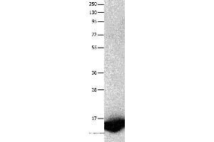 Western blot analysis of Human fetal brain tissue, using FABP7 Polyclonal Antibody at dilution of 1:450 (FABP7 anticorps)