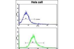 Flow cytometric analysis of hela cells using ARPC1A Antibody (bottom histogram) compared to a negative control cell (top histogram). (ARPC1A anticorps  (AA 157-184))