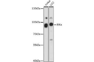 Western blot analysis of extracts of various cell lines, using IKKα antibody (ABIN6132067, ABIN6138615, ABIN6138616 and ABIN6213841) at 1:1000 dilution. (IKK alpha anticorps  (AA 516-745))