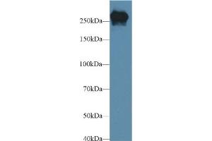 Detection of FN in Mouse Serum using Polyclonal Antibody to Fibronectin (FN)