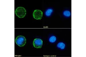 Immunofluorescence staining of Daudi cells using anti-CD6 OX-126 Immunofluorescence analysis of paraformaldehyde fixed Daudi cells stained with the chimeric mouse IgG version of OX-126 (ABIN7072378) at 10 μg/mL followed by Alexa Fluor® 488 secondary antibody (2 μg/mL), showing membrane staining. (Recombinant CD37 anticorps)